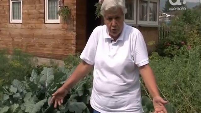 Голова садовая. Почему нельзя обрывать листья у капусты смотреть онлайн