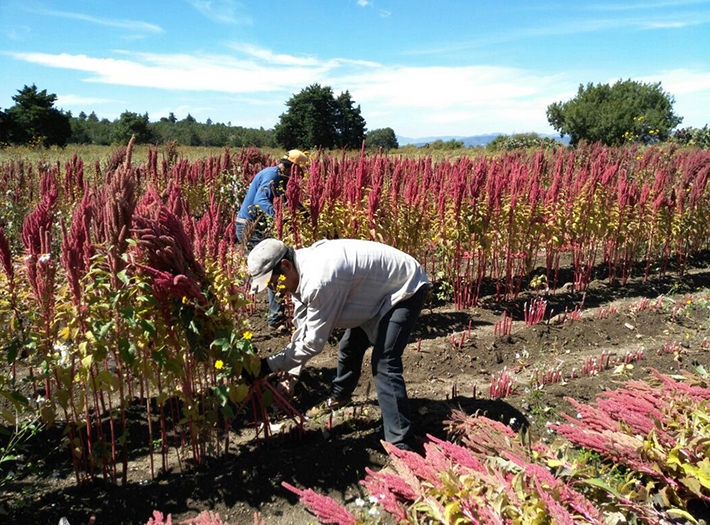 Амарант на юге смотреть онлайн