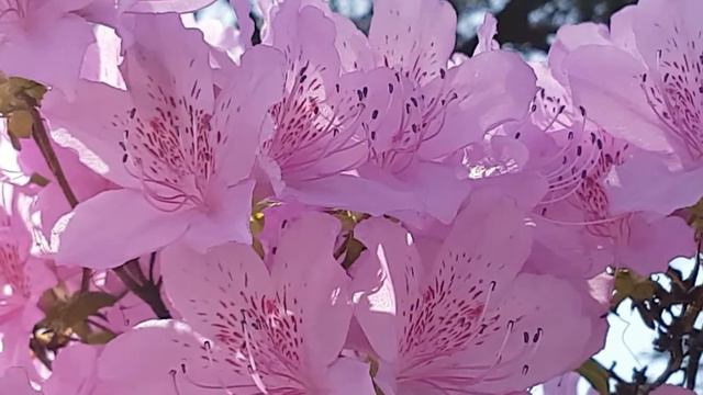 Beautiful flowers, Relaxing music, Piano, Violin, Calming, Soothing, Spring, Meditation, Romantic смотреть онлайн