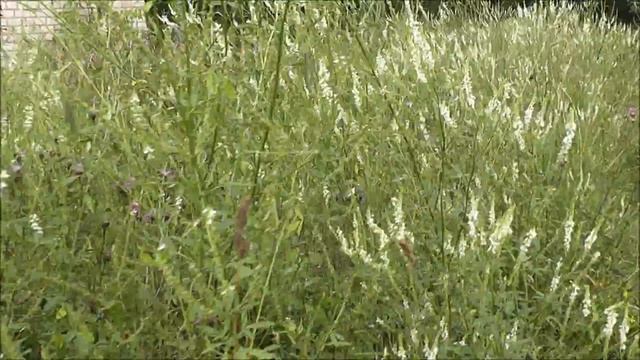 20 июля все цветет а взятка нет смотреть онлайн