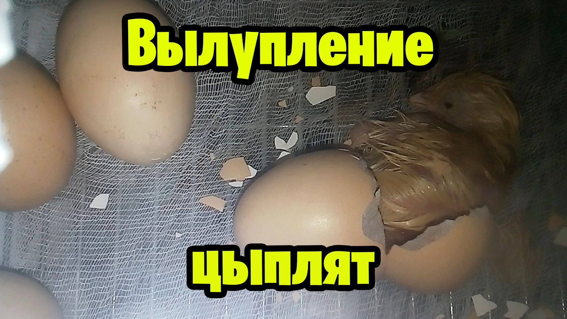 вылупление цыплят смотреть онлайн