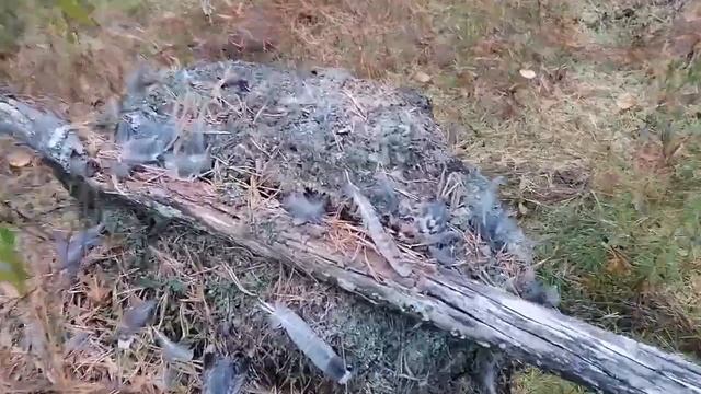 #распаковка #готовлю #перцы #суп #котлеты #21сентября #пирог #лес#клюква #грибы#малосольныеогурцы смотреть онлайн