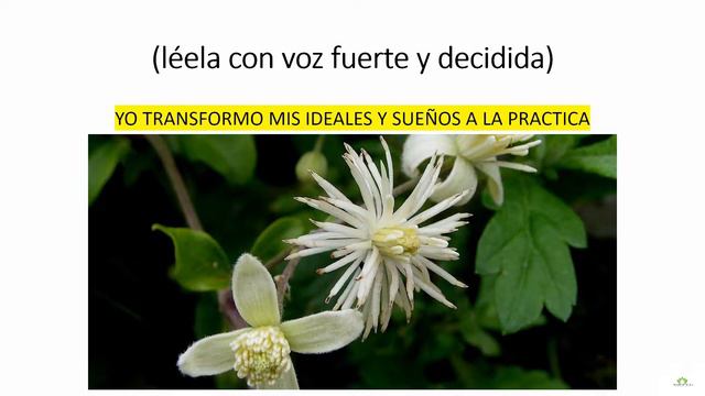 FLORES DE BACH GRUPO #3 FALTA DE INTERES POR LAS CIRCUNSTANCIAS ACTUALES смотреть онлайн