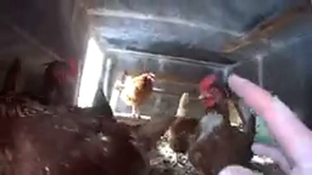 Недорогой курятник в зимний период смотреть онлайн