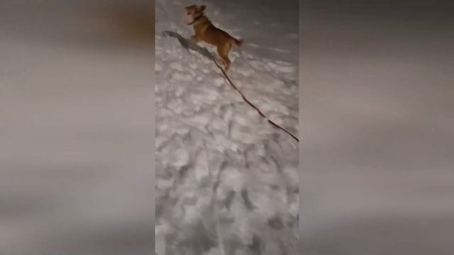 Солнечные мальчики🦮🦮 ищут самый лучший дом 🙏👨👩👧👦🏡 смотреть онлайн