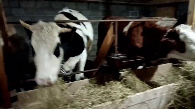 Переводим коров в новый сарай смотреть онлайн