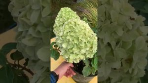 ?Гортензия метельчатая Литтл Споки (Little Spooky) - НОВИНКА сезона 2020!? Карликовый сорт!?