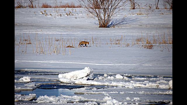 Снег - Филипп Киркоров - Cover - Luu Lan