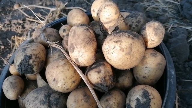 Сорт картофеля Ривьера. Урожаем этого года я разочарованна. смотреть онлайн