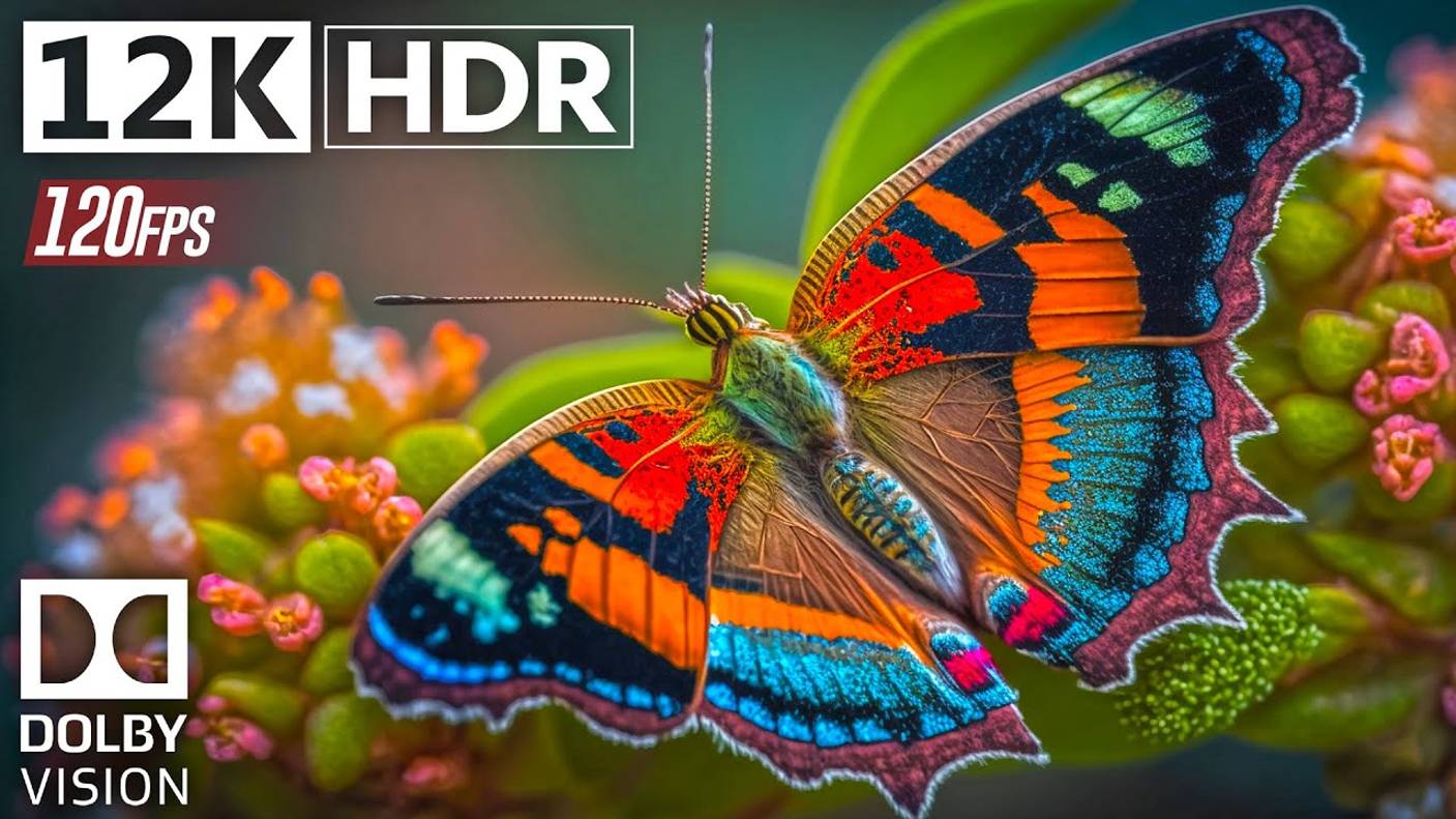 Красивые Животные 12k HDR 120fps With Dolby Vision