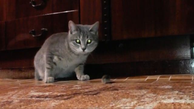 "Кошки - мышки".Видео зарисовка смотреть онлайн