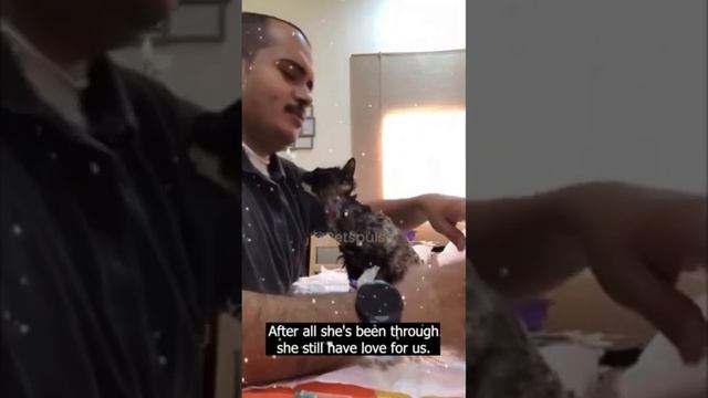 котёнок из блендера жив смотреть онлайн