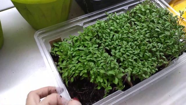 ТОЛСТАЯ РАССАДА сразу. Мощный стебель и Корни смотреть онлайн