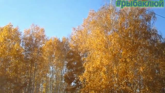 ОСЕННИЙ ЛЕС В ОКТЯБРЕ! ТАКАЯ ОСЕНЬ В АЛТАЙСКОМ КРАЕ! смотреть онлайн