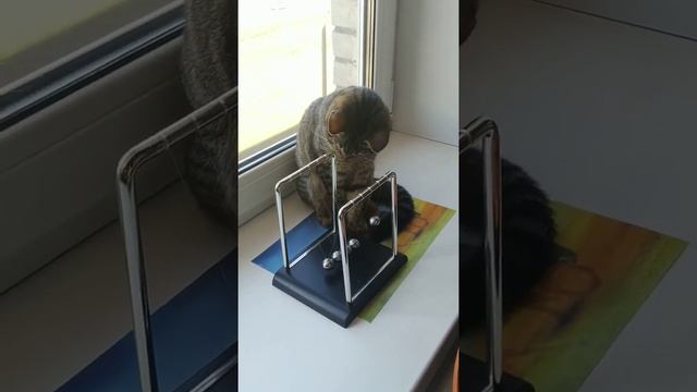 Кот и маятник Фуко. смотреть онлайн