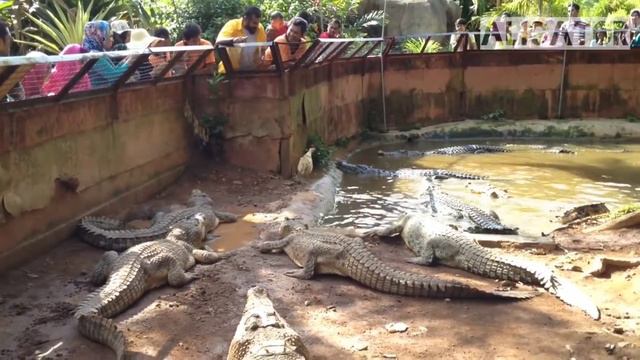 КРОКОДИЛ СЪЕЛ КУРИЦУ смотреть онлайн