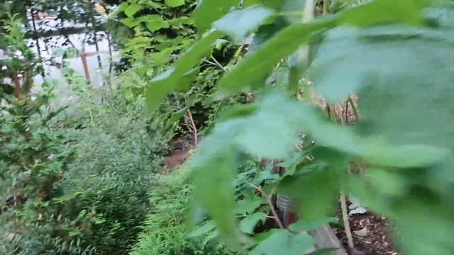 ХВОЙНЫЕ РАСТЕНИЯ НА ПРОДАЖУ -осень 2021г смотреть онлайн