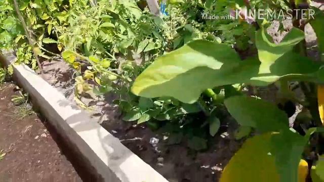 Убрала чеснок и лук. Мой огород. Внучка жжет ! смотреть онлайн