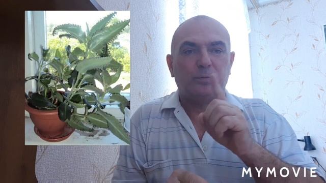 Здоровье! Лимон,имбирь и мёд!✊? смотреть онлайн