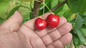 Черешня сорт Канадский Гигант (Canada Giant). Сигнальное плодоношение