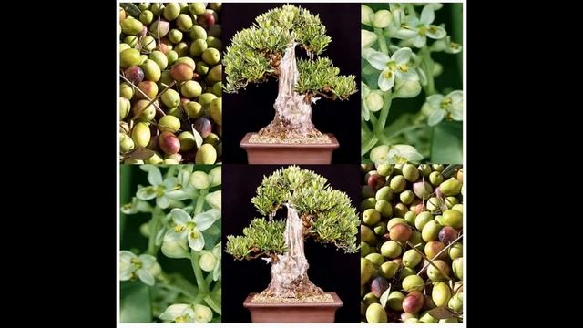 OLIVE TREE - Olea europaea Seeds on www.MySeeds.Co смотреть онлайн