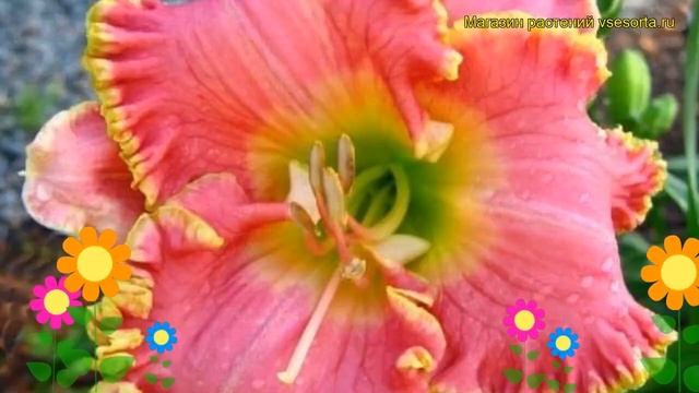 Лилейник гибридный Дива Чойс. Краткий обзор, описание характеристик hemerocallis Diva's Choice смотреть онлайн