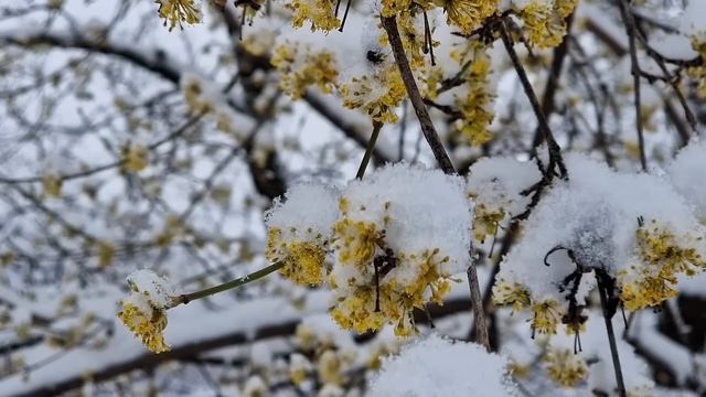 После Жарких Дней Выпал Снег. Готовим Фрикадельки с Овощами на Ифтар. смотреть онлайн