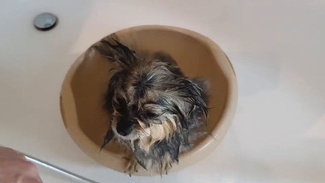 Как часто можно купать собаку?