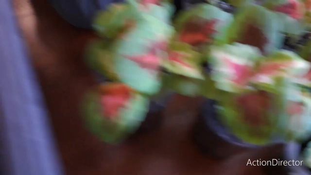 Колеусы. Вспомним , как это было? Наш эксперимент🌱🍂 смотреть онлайн