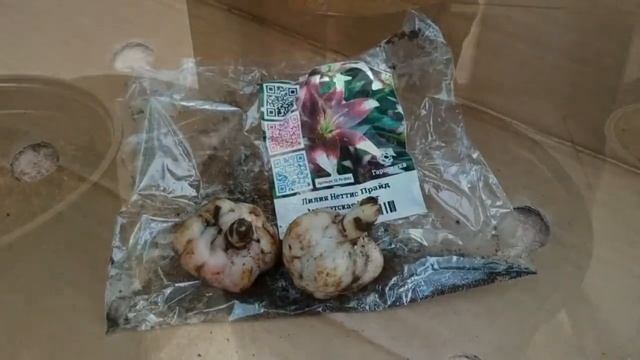 МНОГОЛЕТНИКИ ИЗ ГАРШИНКИ, ЗЛАКИ ОТ CLEVER смотреть онлайн