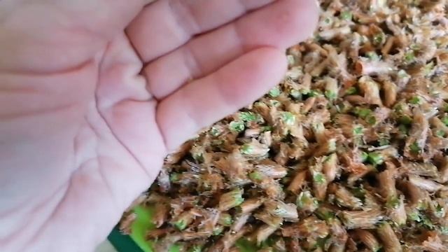 #Сосновый сироп от простуды. Как я его делаю из сосновых почек# смотреть онлайн