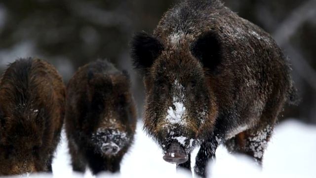 Интересные факты о Кабанах смотреть онлайн