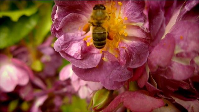 Abeille Butine Test смотреть онлайн