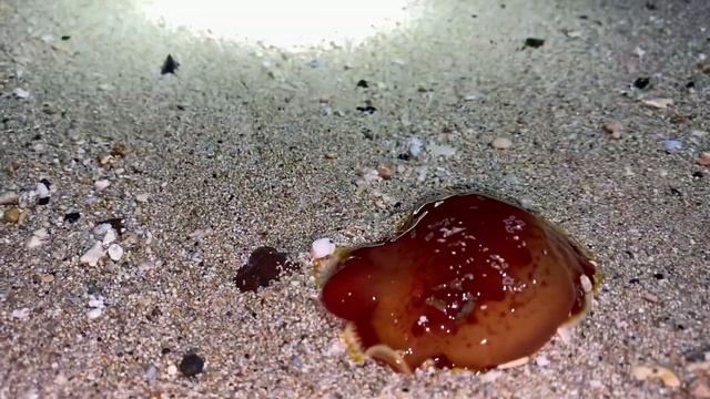 Torching for Tako at Kualoa beach park(Part 2) смотреть онлайн