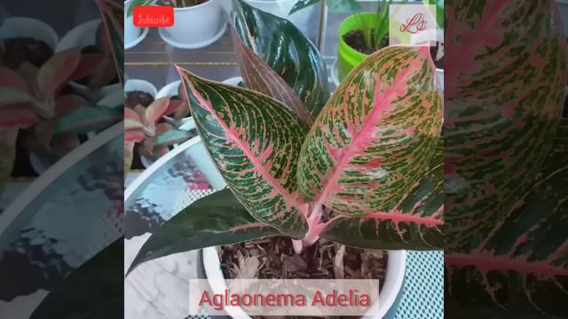 Aglaonema Adelia