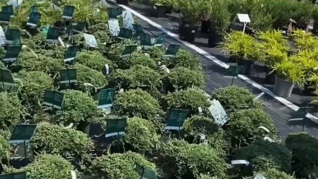 МОЖЖЕВЕЛЬНИК НИЗКОРОСЛЫЙ смотреть онлайн