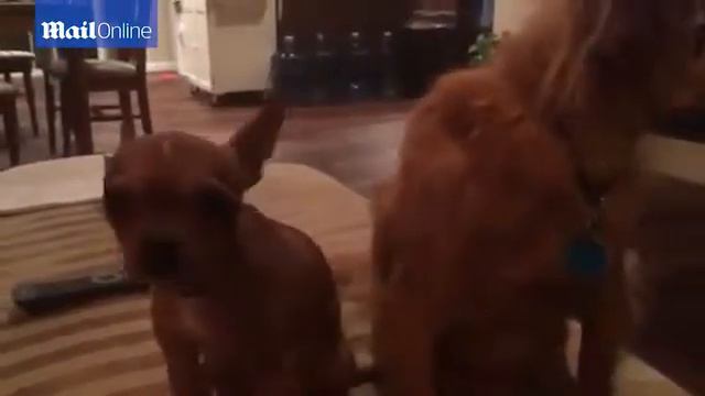 Cute chihuahua howls like a wolf when... смотреть онлайн