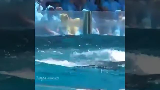 Красивые косатки название песни музыки подскажите смотреть онлайн