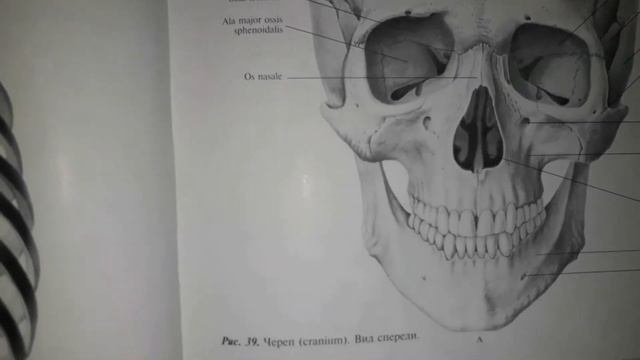 06 Кости лицевого черепа. Глазница, строение её стенок, отверстия, их значение. смотреть онлайн