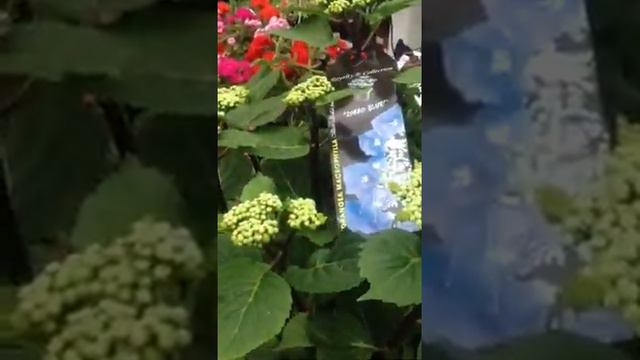 Hydrangea Zorro Blue is plant of the day for Wednesday! смотреть онлайн