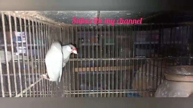 MashaAllah java breeding result... смотреть онлайн