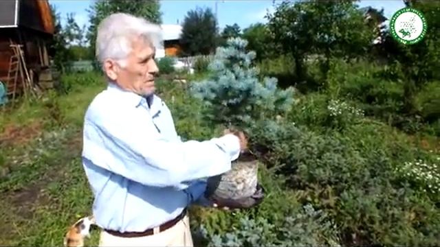 Саженцы кедр голубая ель лиственница пихта липа смотреть онлайн