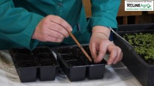 Первая пикировка сеянцев колеуса. Колеус - выращивание.