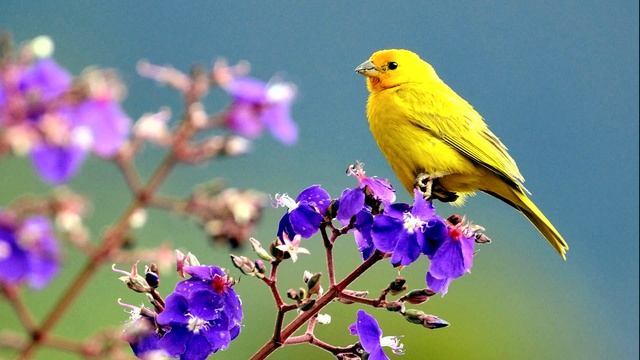 Пение Канарейки. Пение кенара смотреть онлайн