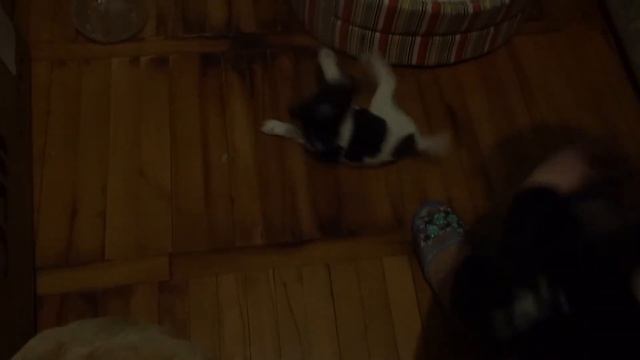 Щенки фокстерьера смотреть онлайн