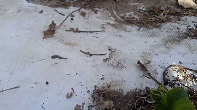 Готовим клубнику к новому сезону после зимы.