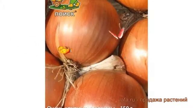 Лук репчатый Поиск 012 F1 (poisk 012 f1) ? Поиск 012 F1 обзор: как сажать, семена лука Поиск 012 F1 смотреть онлайн