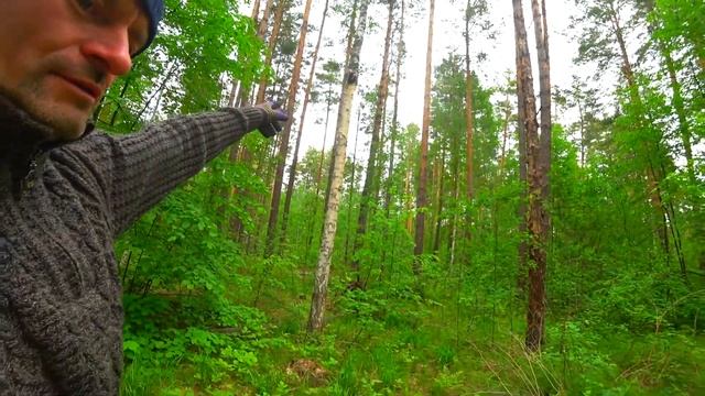 Берёзовый гриб чага смотреть онлайн