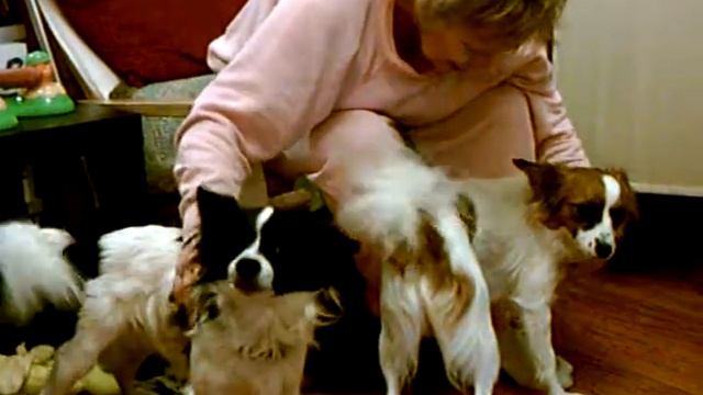 Papillon dogs: Play fight with a biplane toy 2/3 смотреть онлайн
