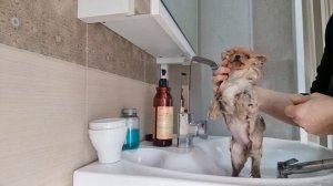 Как мыть щенка шпица в домашних условиях . Купать щенка быстро и просто11 марта 2023 г.